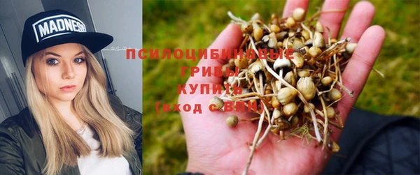 прущие грибы Алексеевка